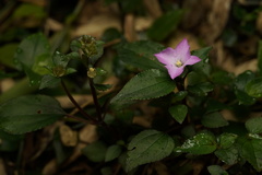 Sarcopyramis napalensis delicata