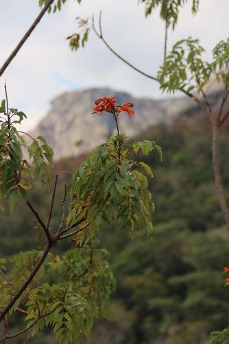 Image of Tecomaria nyassae by (c) Tony Rebelo, some rights reserved (CC BY-SA)