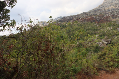 Image of Tecomaria nyassae by (c) Tony Rebelo, some rights reserved (CC BY-SA)