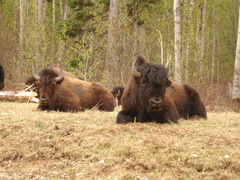 Bison bison athabascae