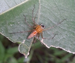 Oxyopes