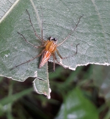 Oxyopes