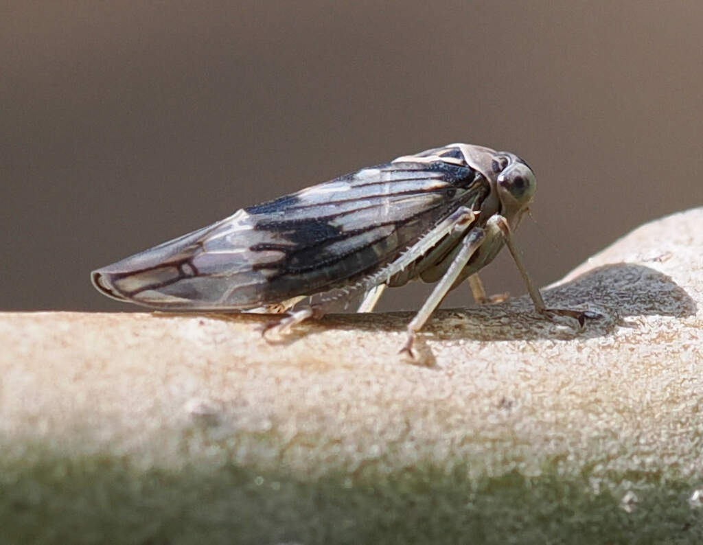 Populicerus maximus