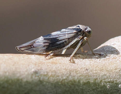 Populicerus maximus