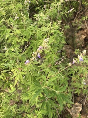 Vitex negundo heterophylla