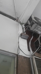 Disocactus anguliger