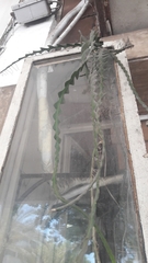 Disocactus anguliger