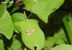 Olethreutes captiosana