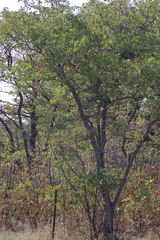 Colophospermum mopane image