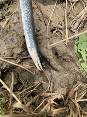 Coluber constrictor foxii