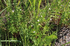 Gratiola officinalis