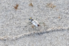 Habroscelimorpha dorsalis