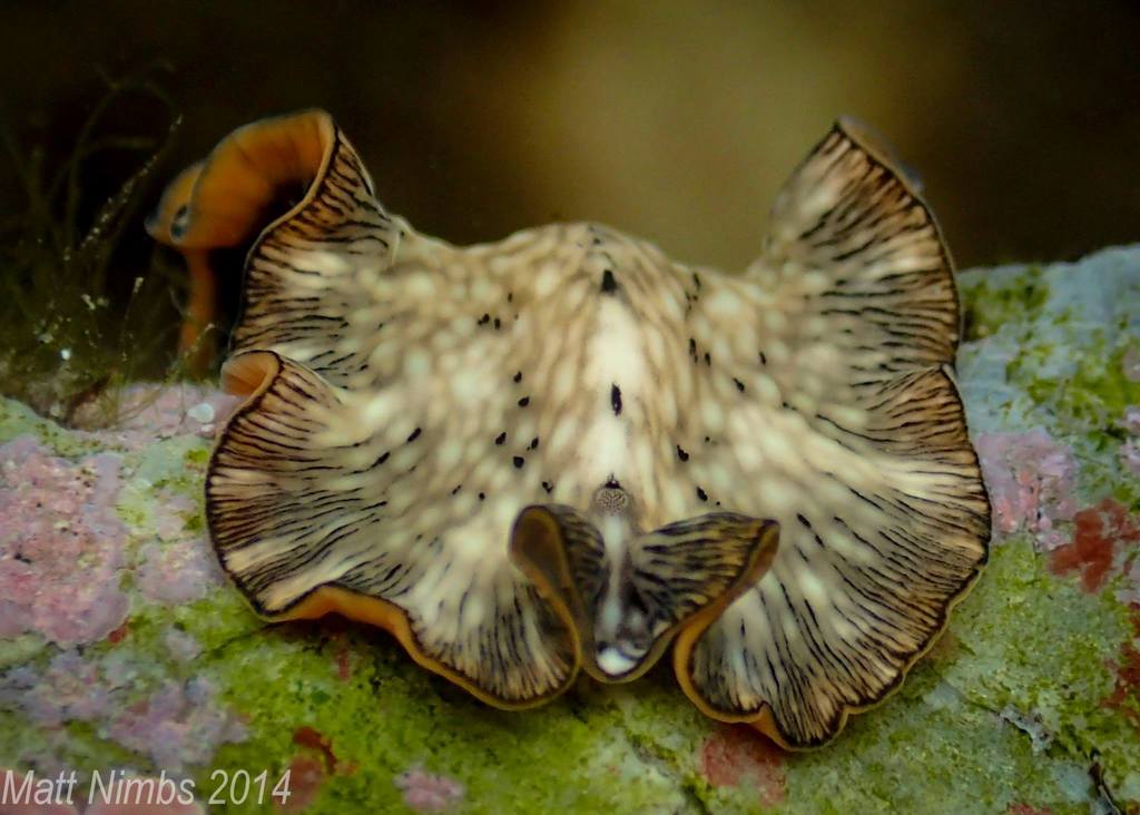 Pseudoceros felis
