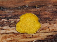 Trichoderma victoriense