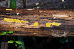Trichoderma victoriense