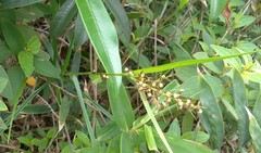 Scleria terrestris