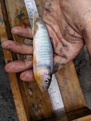 Opsariichthys pachycephalus