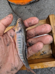 Opsariichthys pachycephalus