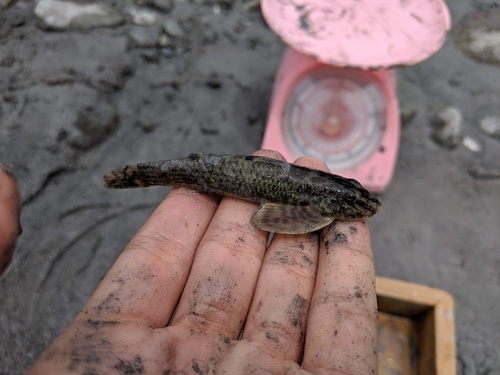 Rhyacichthys aspro