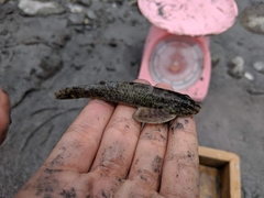 Loach Goby photo 3