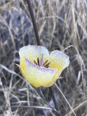 Calochortus weedii intermedius