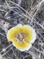 Calochortus weedii intermedius