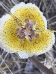Calochortus weedii intermedius