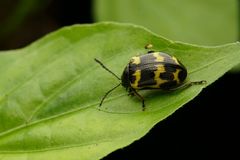 Gallerucida bifasciata