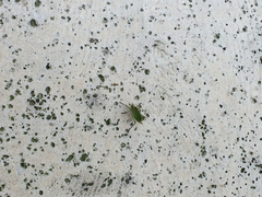 Paracyrtophyllus robustus