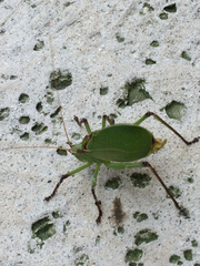 Paracyrtophyllus robustus