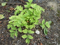 Papaver
