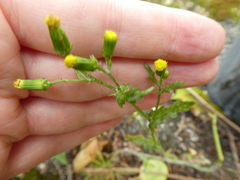 Senecio