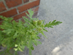 Angiospermae