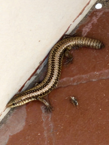 Alpine Punjab Skink, Eurylepis taeniolata
