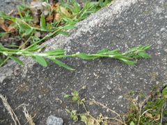 Polygonum