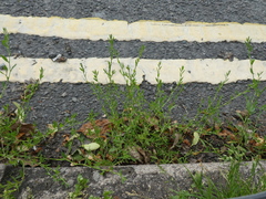 Polygonum