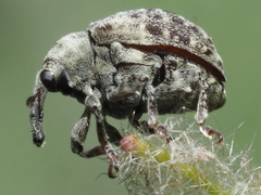 Cionus montanus