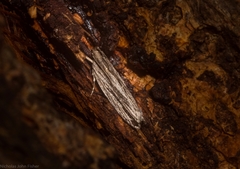 Ardozyga phloeodes