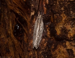 Ardozyga phloeodes
