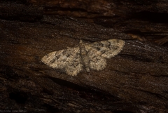 Gymnoscelis lophopus