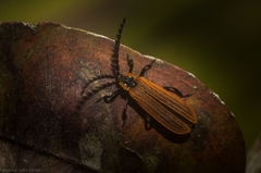 Trichalus ampliatus