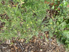 Brassicaceae
