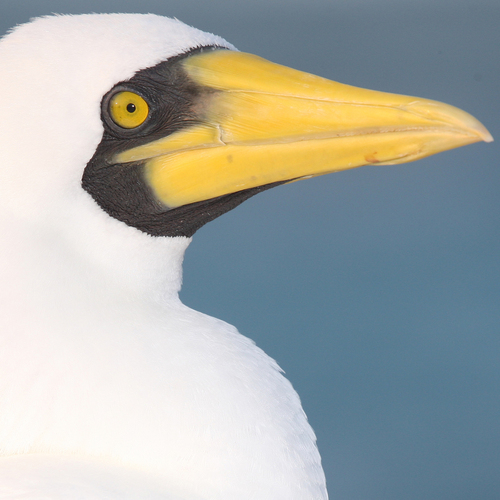 Sula dactylatra observed 2008-03-25