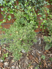 Brassicaceae