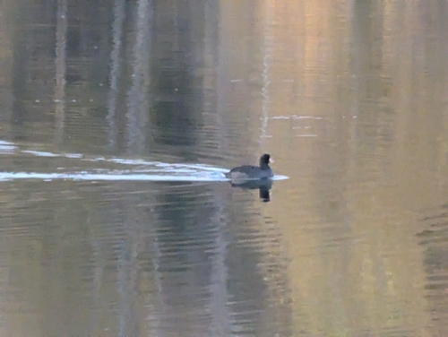 American Coot photographed in Alaska