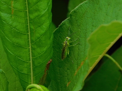 Rhogogaster viridis