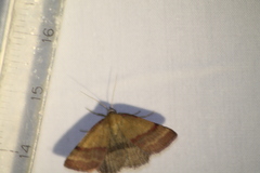 Phytometra viridaria