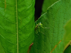 Rhogogaster viridis
