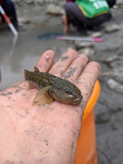 Rhinogobius gigas