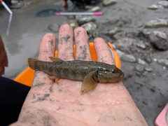 Rhinogobius gigas